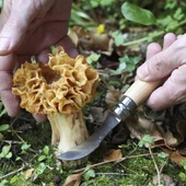 Opinel N°8 Mantar Çakısı thumbnail 5