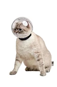 Kedi Maskesi thumbnail 2
