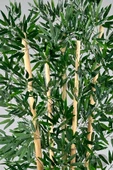 BİÇİÇEK Zen Bambu Ağacı 240 Cm Beyaz Bone Saksıda thumbnail 3