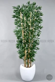 BİÇİÇEK Zen Bambu Ağacı 240 Cm Beyaz Bone Saksıda thumbnail 1