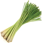 LEMON GRASS FİDESİ thumbnail 2