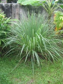 LEMON GRASS FİDESİ thumbnail 1