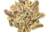 AÇLIK OTU 300 GR thumbnail 4