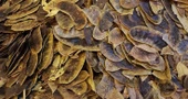 AÇLIK OTU 300 GR thumbnail 1