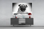 Pug Cam Tablo thumbnail 8