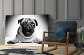 Pug Cam Tablo thumbnail 6