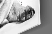 Pug Cam Tablo thumbnail 7