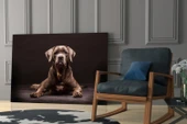 Köpek Cam Tablo thumbnail 6