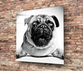 Pug Cam Tablo thumbnail 2