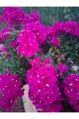 Pembe Begonvil Çiçeği Fidanı 10-20 cm thumbnail 2