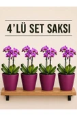 4 Lü Bordo Renk Orkide Saksısı thumbnail 1