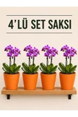 4 Lü Turuncu Renk Orkide Saksısı thumbnail 1