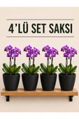 4 Lü Siyah Renk Orkide Saksısı thumbnail 1