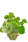 Mini Pilea Para Çiçeği thumbnail 3