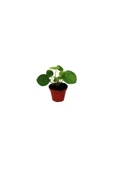 Mini Pilea Para Çiçeği thumbnail 1
