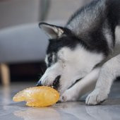 Köpek Oyuncağı Silikon Balık Pembe thumbnail 4