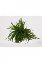 Aşk Merdiveni Askılı Nephrolepis 30-40 cm thumbnail 1