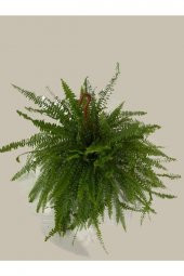 Aşk Merdiveni Askılı Nephrolepis 30-40 cm thumbnail 3