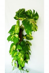 Salon Sarmaşığı100  cm Epipremnum Aureum-Pothos thumbnail 1