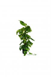 Salon Sarmaşığı100  cm Epipremnum Aureum-Pothos thumbnail 2