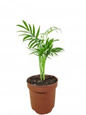 Dağ Palmiyesi- Chamaedorea Elegans 20-30 cm thumbnail 1