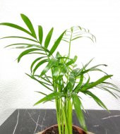 Dağ Palmiyesi- Chamaedorea Elegans 20-30 cm thumbnail 2