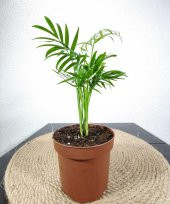 Dağ Palmiyesi- Chamaedorea Elegans 20-30 cm thumbnail 3