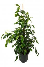 Ficus Benjamin Anastasia 80-100 Cm thumbnail 2