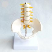 Omurga Pelvis Maketi Model 25 thumbnail 2