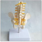 Omurga Pelvis Maketi Model 25 thumbnail 3