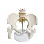 Omurga Pelvis Maketi Model 24 thumbnail 1