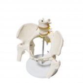 Omurga Pelvis Maketi Model 24 thumbnail 2