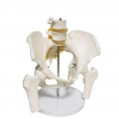 Omurga Pelvis Maketi Model 24 thumbnail 3