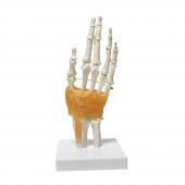 Omurga El Maketi Model 26 thumbnail 2