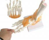 Omurga Ayak Maketi Model 29 thumbnail 2