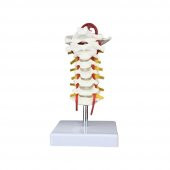 Omurga Boyun Maketi Model 21 thumbnail 1