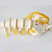 Omurga Bel Maketi Model 23 thumbnail 3