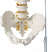 Omurga Maketi 85 cm Model 15 thumbnail 2