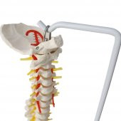 Omurga Maketi 85 cm Model 15 thumbnail 3