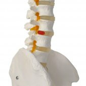 Omurga Maketi 85 cm Model 15 thumbnail 4