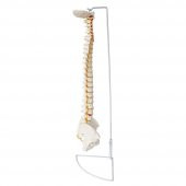 Omurga Maketi 85 cm Model 15 thumbnail 5