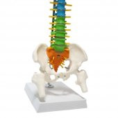 Omurga Maketi 45 cm Model 14 thumbnail 1