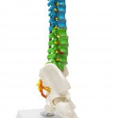 Omurga Maketi 45 cm Model 14 thumbnail 4