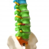 Omurga Maketi 45 cm Model 14 thumbnail 5