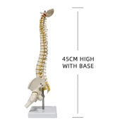 Omurga Maketi 45 cm Model 13 thumbnail 4