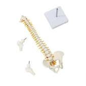 Omurga Maketi 45 cm Model 13 thumbnail 3