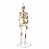 Tam İskelet Maketi 85 cm Model 9 thumbnail 1