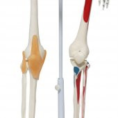 Tam İskelet Maketi 85 cm Model 9 thumbnail 3