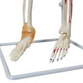 Tam İskelet Maketi 85 cm Model 9 thumbnail 5