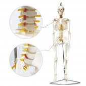 Tam İskelet Maketi 85 cm Model 6 thumbnail 1
